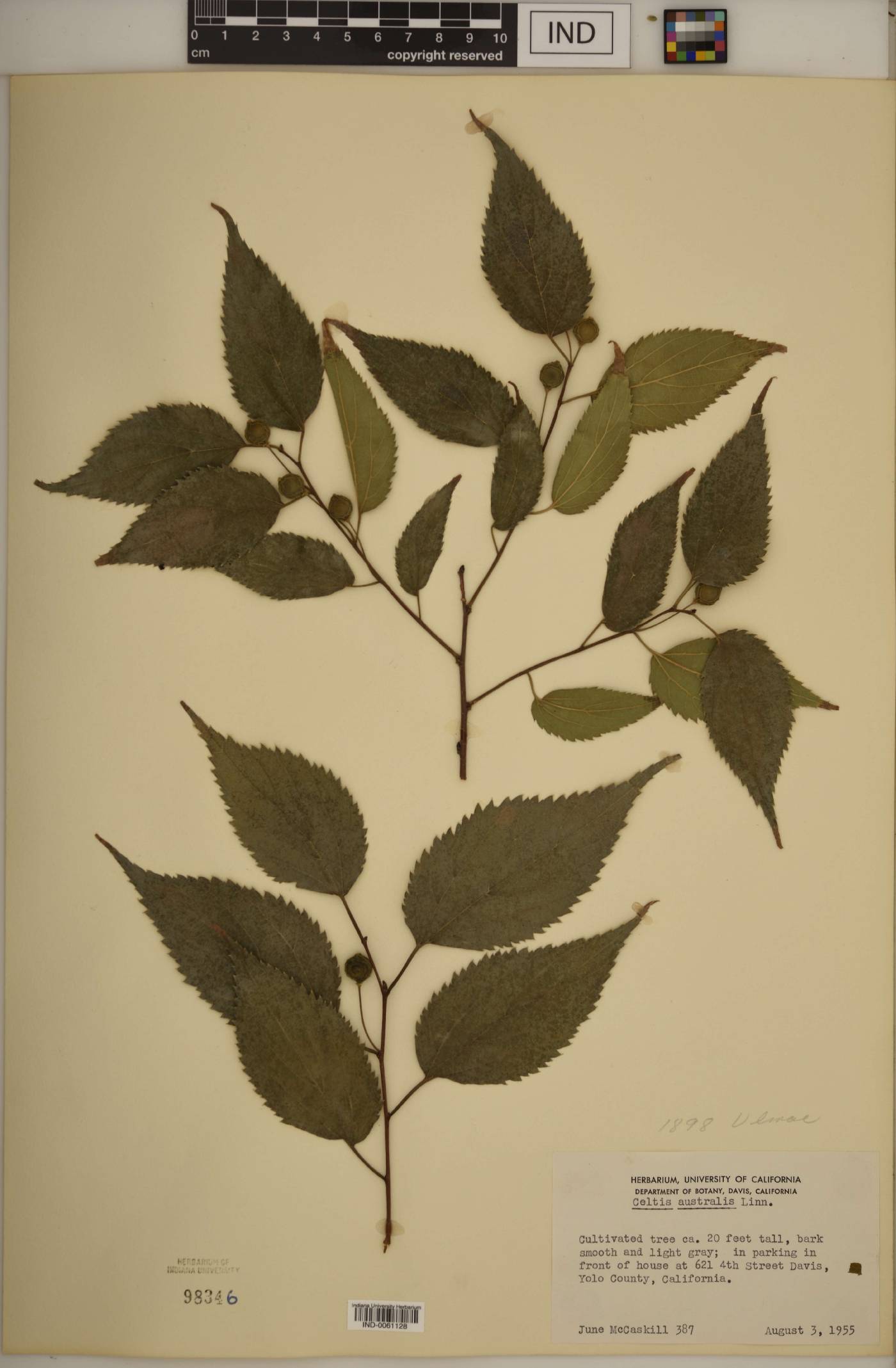 Celtis australis image