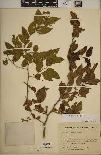 Celtis iguanaea image