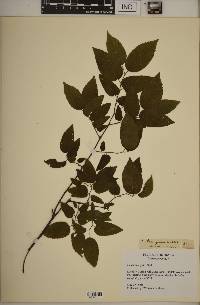 Celtis laevigata image