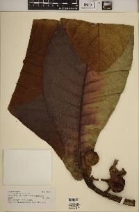 Ficus habrophylla image