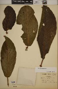 Ficus macbridei image