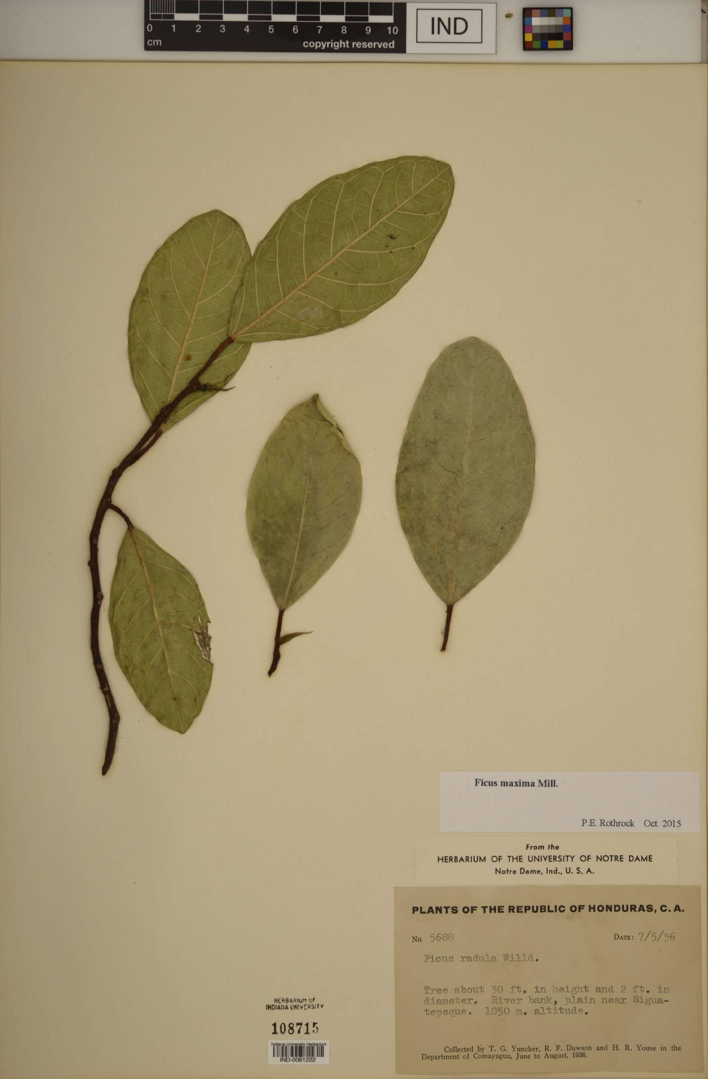 Ficus maxima image