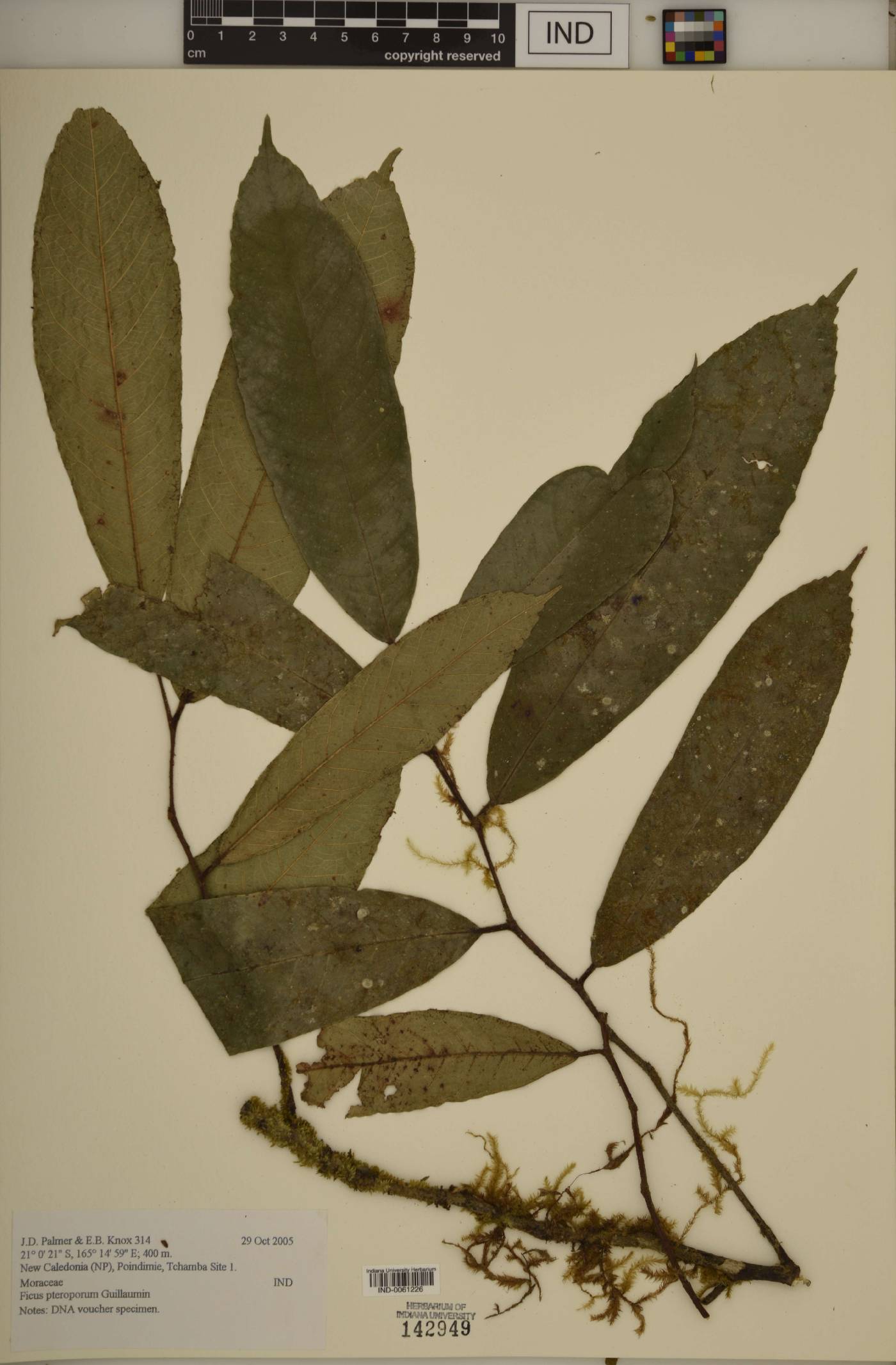 Ficus pteroporum image