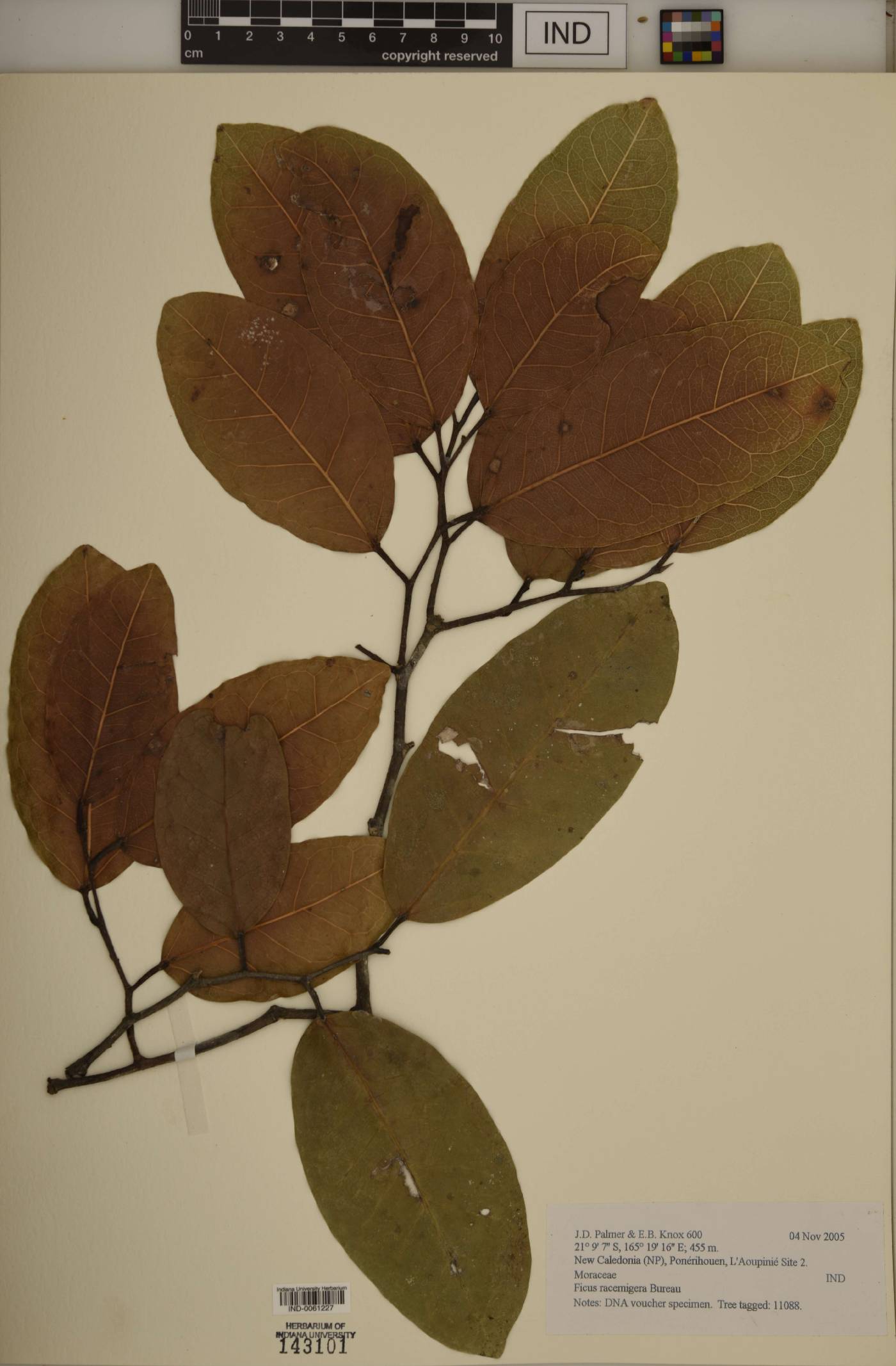 Ficus racemigera image