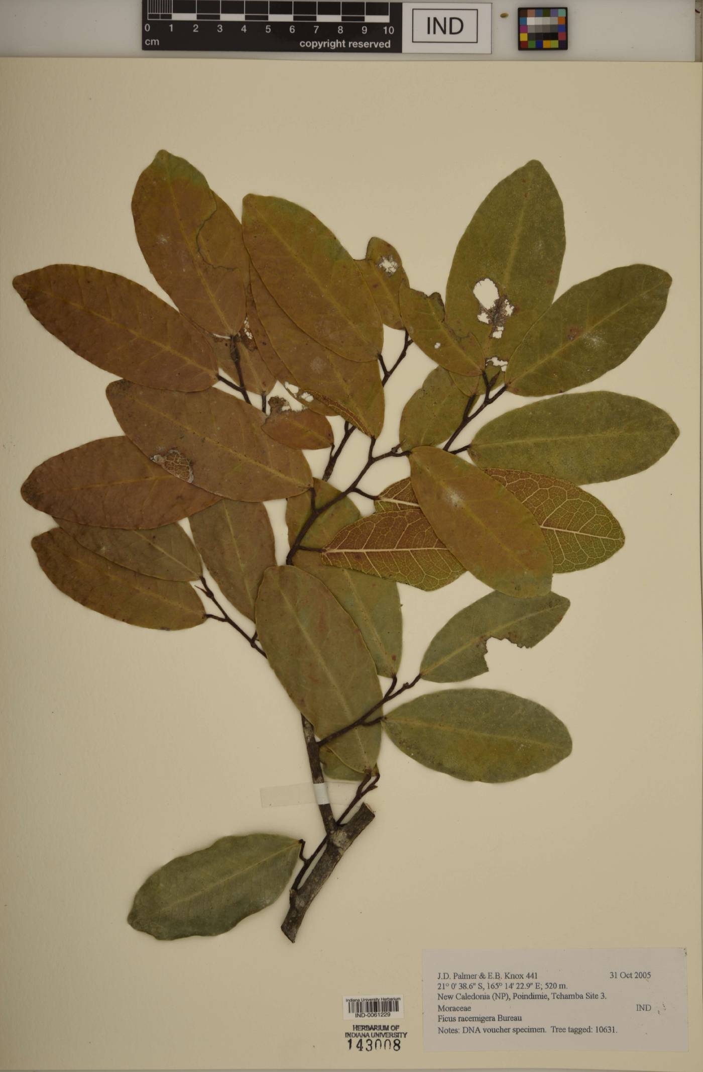 Ficus racemigera image