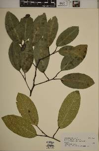 Ficus racemigera image