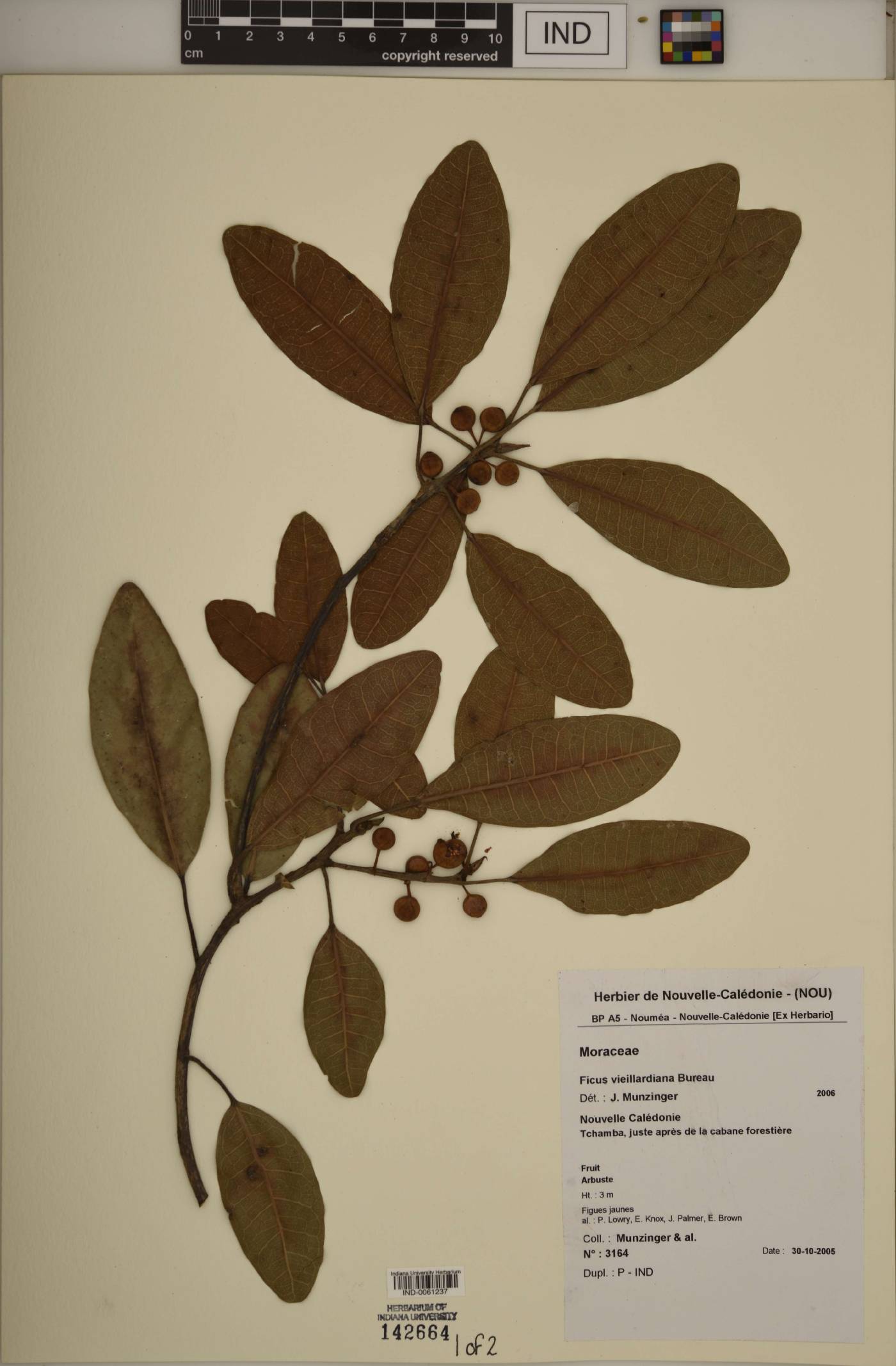 Ficus vieillardiana image