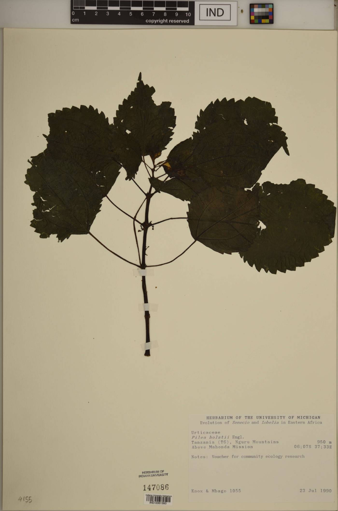 Pilea holstii image