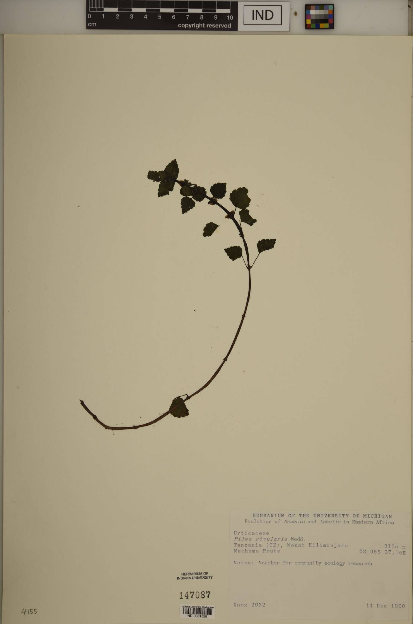 Pilea rivularis image