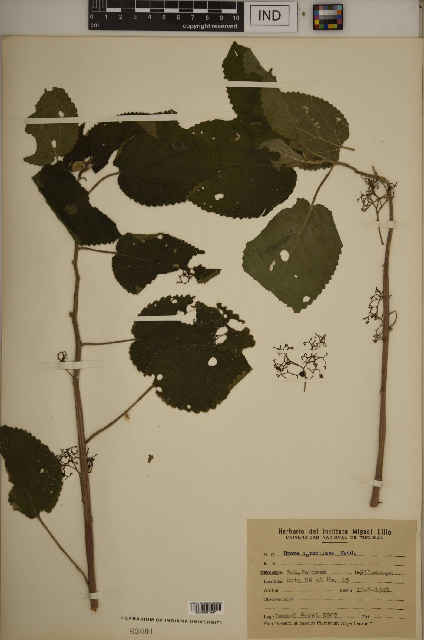 Urera aurantiaca image