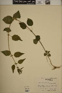 Urtica chamaedryoides image