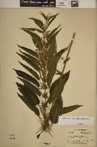 Urtica gracilis image