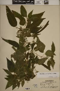 Urtica gracilis image