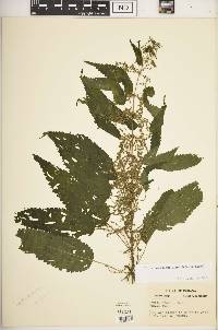 Urtica gracilis image