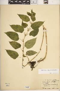 Urtica gracilis image