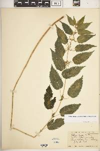 Urtica gracilis image