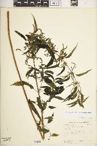 Urtica gracilis image