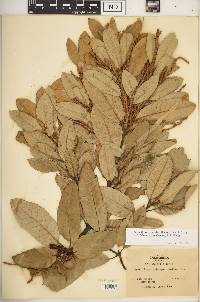 Notholithocarpus densiflorus image