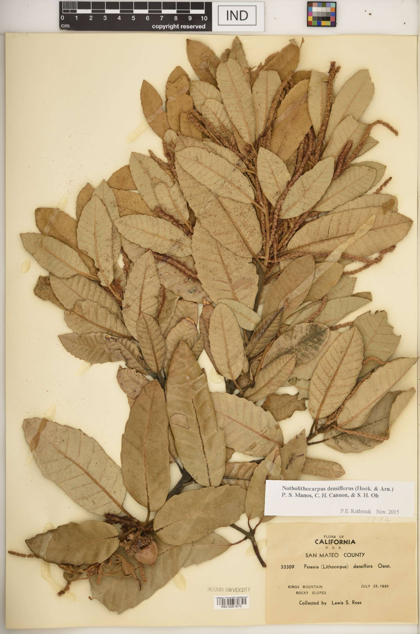 Notholithocarpus densiflorus image