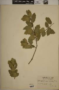 Quercus agrifolia image