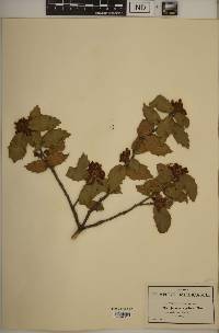 Quercus agrifolia image