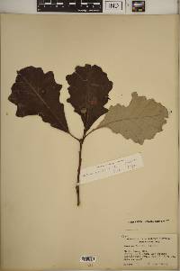 Quercus bicolor image