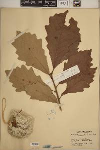 Quercus bicolor image