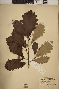 Quercus bicolor image