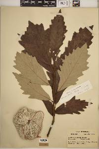 Quercus bicolor image