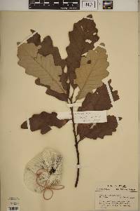 Quercus bicolor image