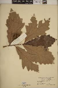 Quercus bicolor image