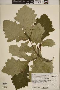 Quercus bicolor image