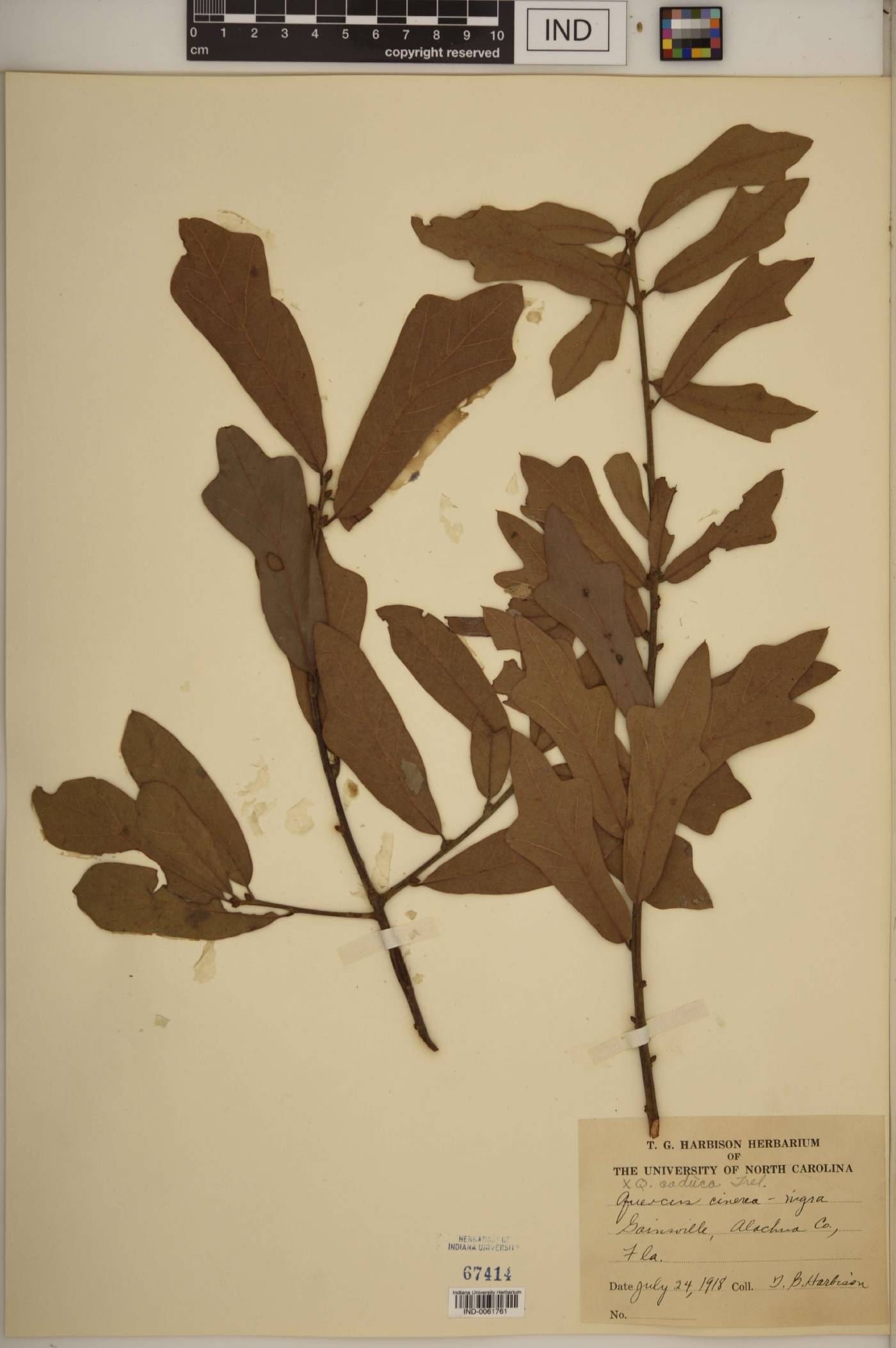 Quercus × caduca image