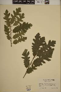 Quercus cerris image