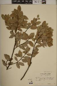 Quercus chrysolepis image