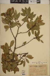 Quercus chrysolepis image