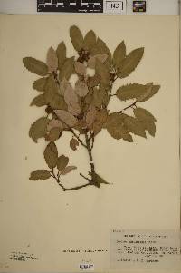 Quercus chrysolepis image