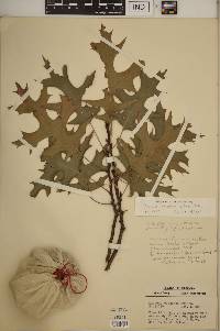 Quercus coccinea image