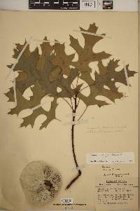 Quercus coccinea image