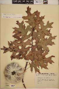 Quercus coccinea image