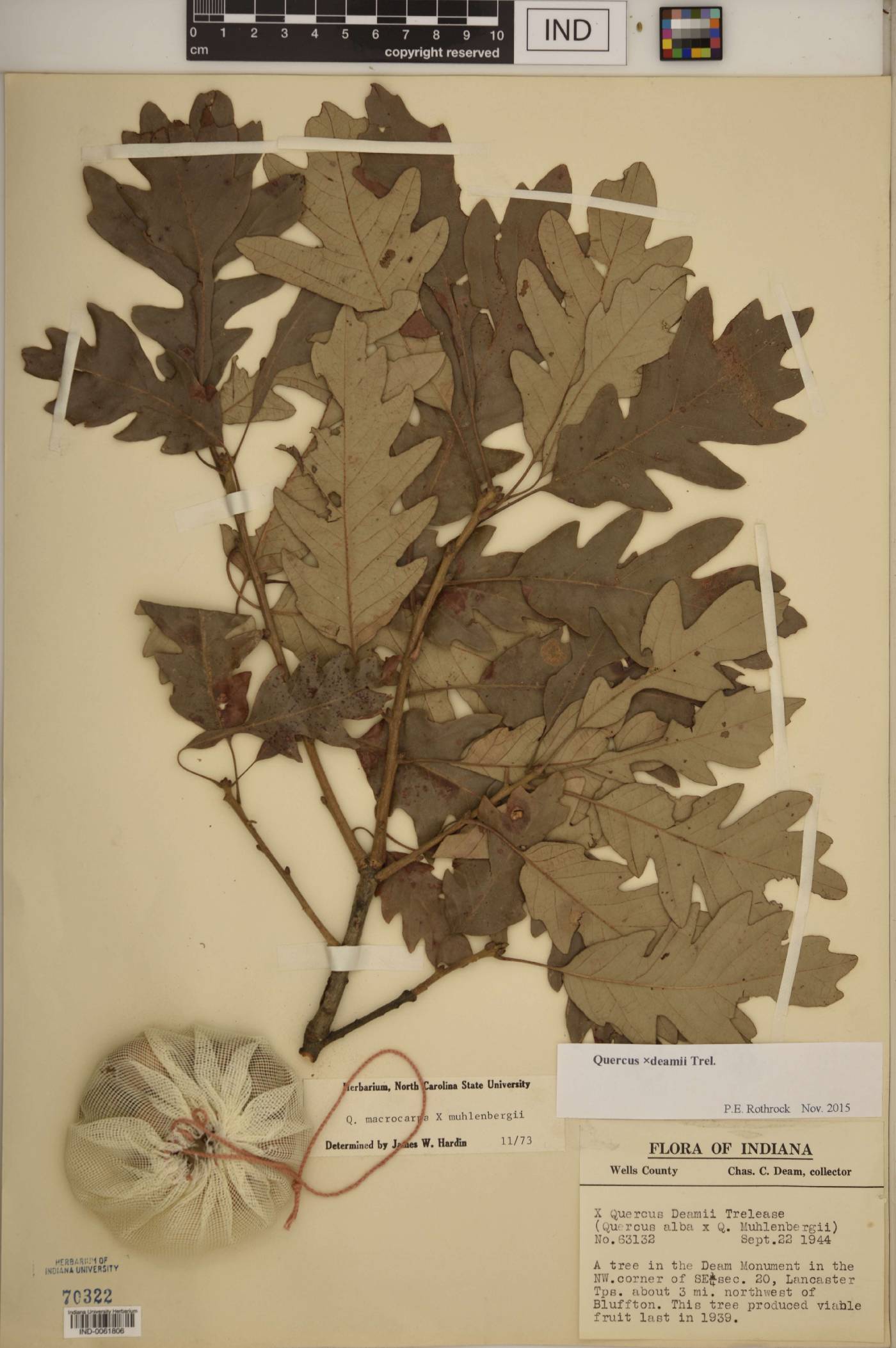 Quercus × deamii image