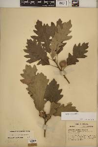 Quercus × deamii image