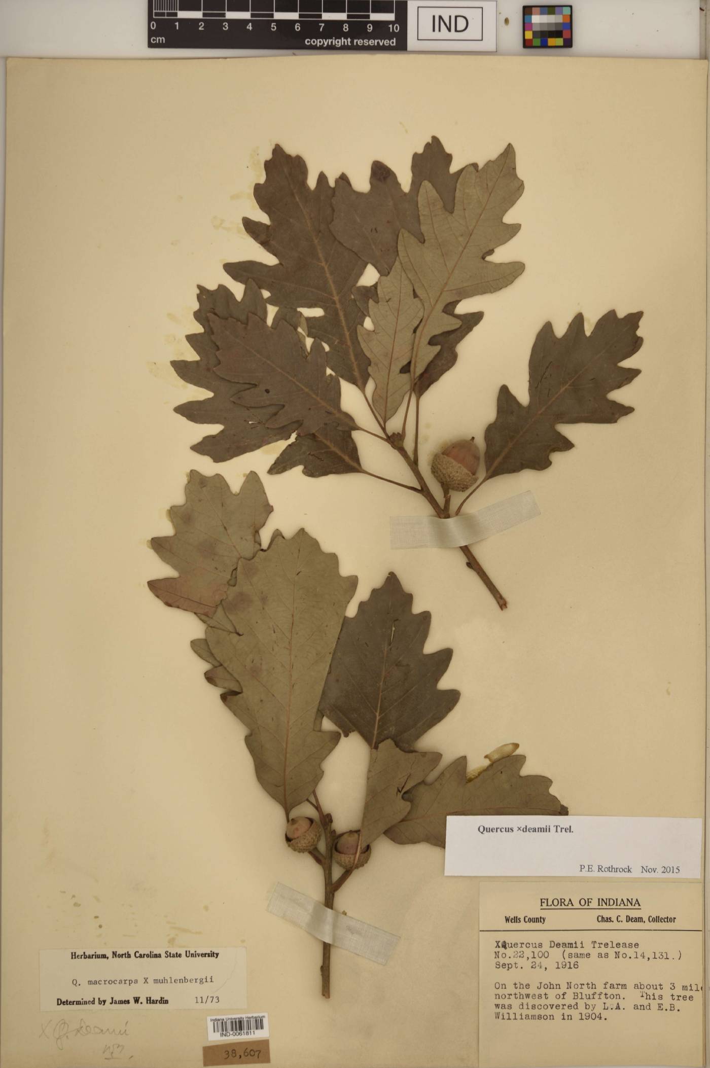 Quercus × deamii image