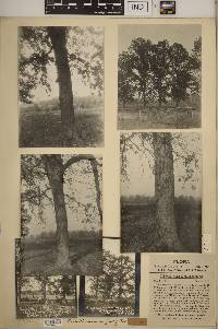Quercus × deamii image