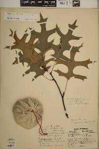 Quercus ellipsoidalis image