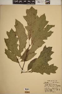 Quercus × exacta image