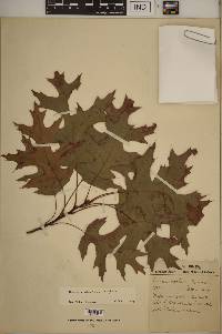 Quercus × fontana image