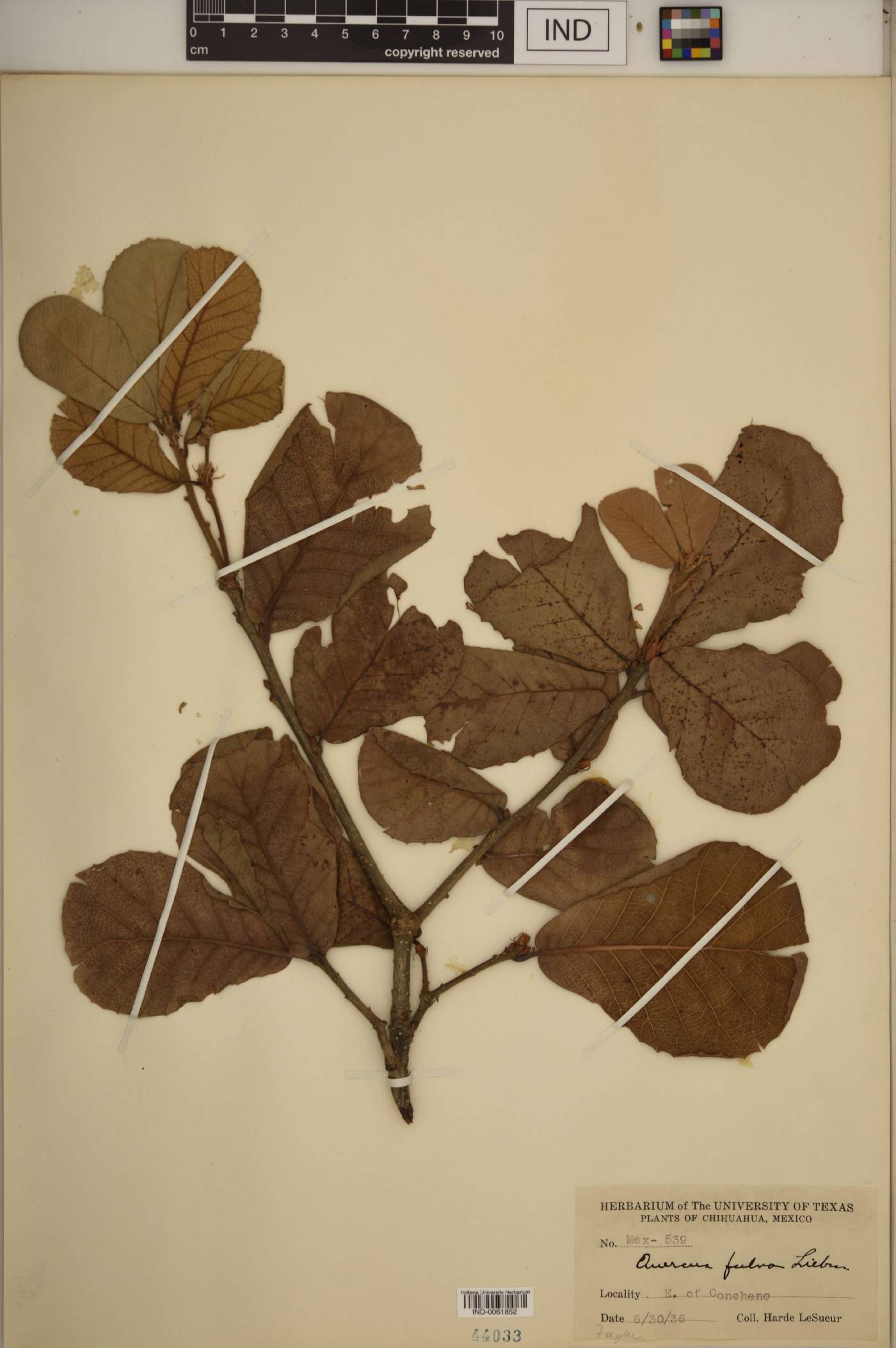 Quercus fulva image