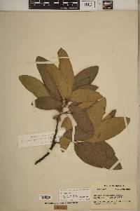 Quercus imbricaria image