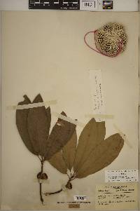 Quercus imbricaria image